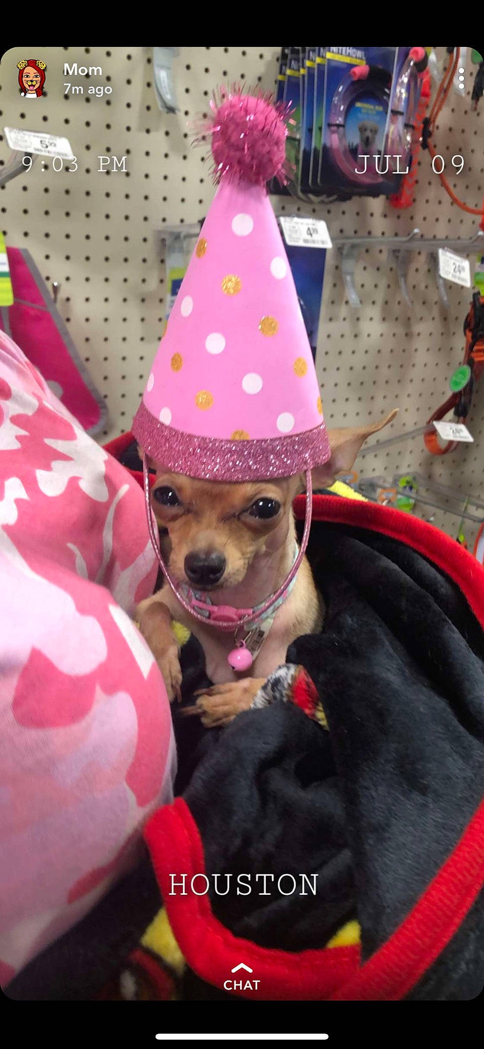 Princess joined the competition — help win amazing prizes! canidae, carnivore, chihuahua, dachshund, dog, dog_breed, dog_clothes, fawn, headgear, miniature_pinscher, party_hat, party_supply, pink, puppy
