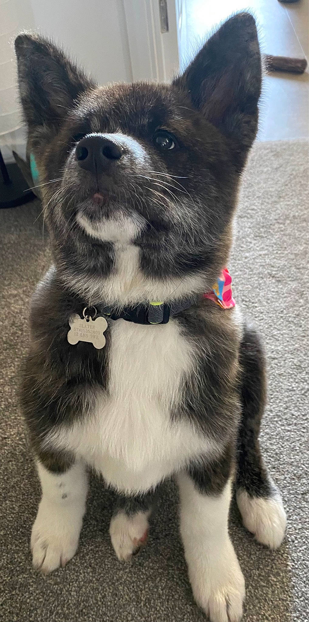 Kuma is registered to the contest to win money with this photo: bicycle, canidae, carnivore, collar, companion_dog, dog, dog_breed, dog_collar, dog_supply, fashion_accessory, fawn, fur, leash, photograph, snapshot, sporting_group, tail, terrestrial_animal, whiskers, working_animal