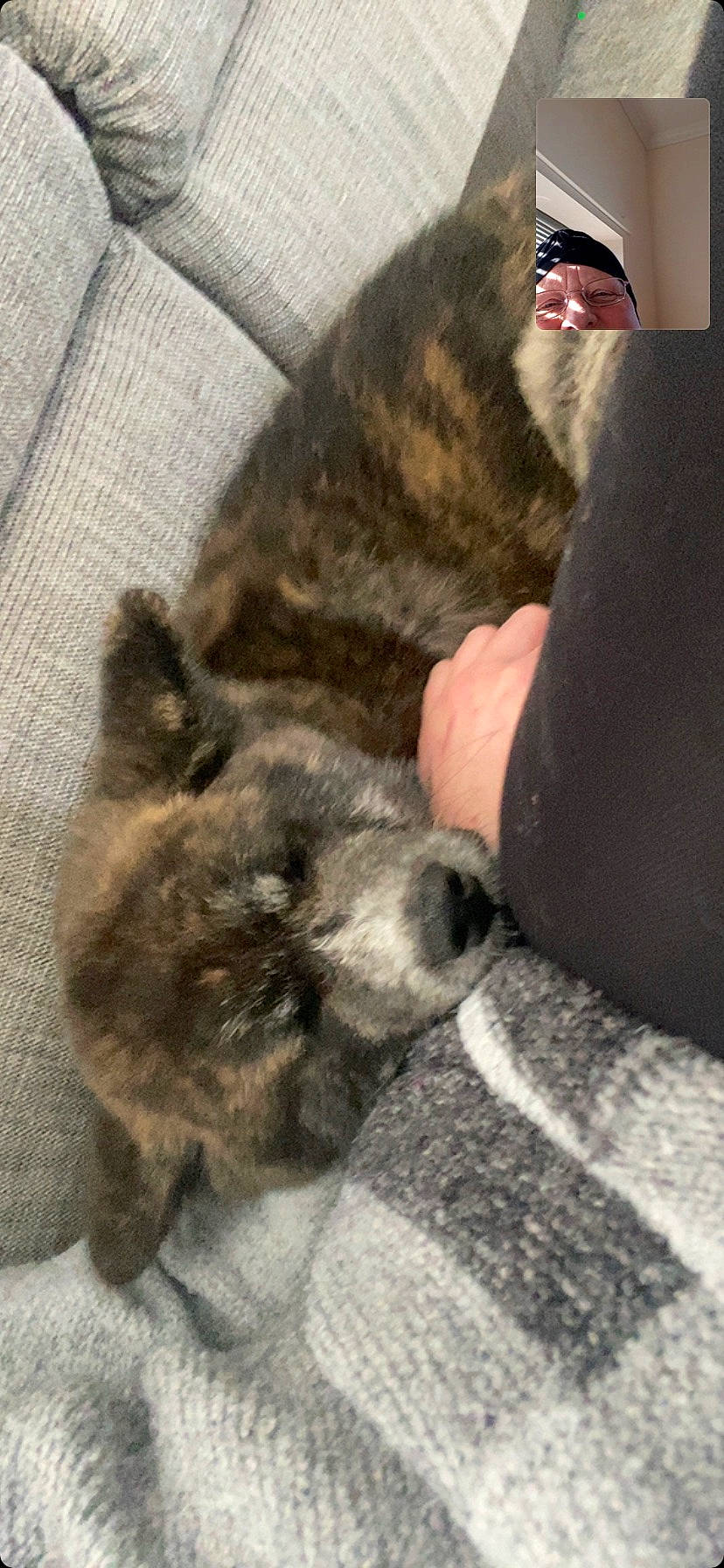 Kuma joined the competition — help win amazing prizes! canidae, carnivore, cat, claw, comfort, companion_dog, dog_breed, domestic_short_haired_cat, fawn, felidae, fur, human_leg, nap, paw, small_to_medium_sized_cats, snout, sporting_group, tail, terrestrial_animal, whiskers