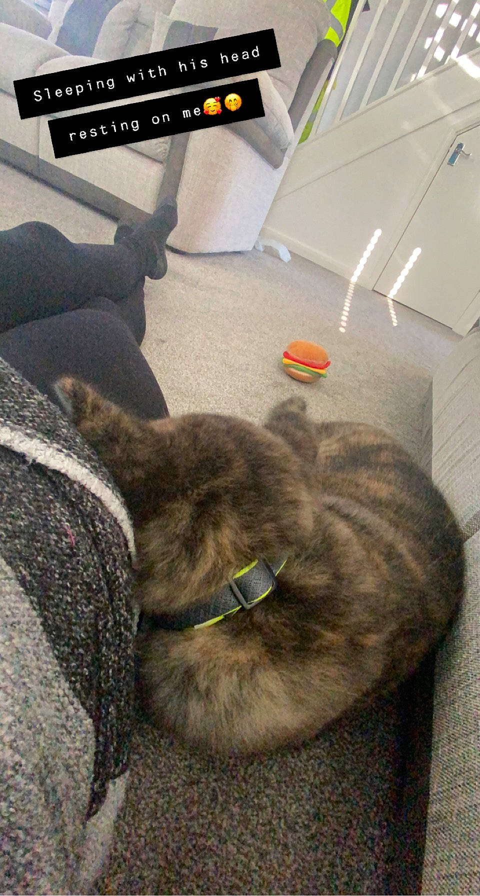 Kuma joined the competition — help win amazing prizes! carnivore, cat, collar, comfort, companion_dog, dog_breed, domestic_short_haired_cat, felidae, flooring, fur, grey, human_leg, liver, small_to_medium_sized_cats, snout, sporting_group, tail, terrestrial_animal, whiskers, working_animal