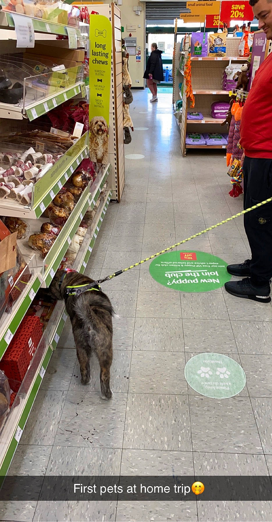 Kuma is registered to the contest to win money with this photo: carnivore, companion_dog, convenience_store, customer, dog, dog_breed, event, floor, flooring, market, pet_supply, public_space, retail, road_surface, shelf, shopping, sidewalk, snapshot, trade, working_animal