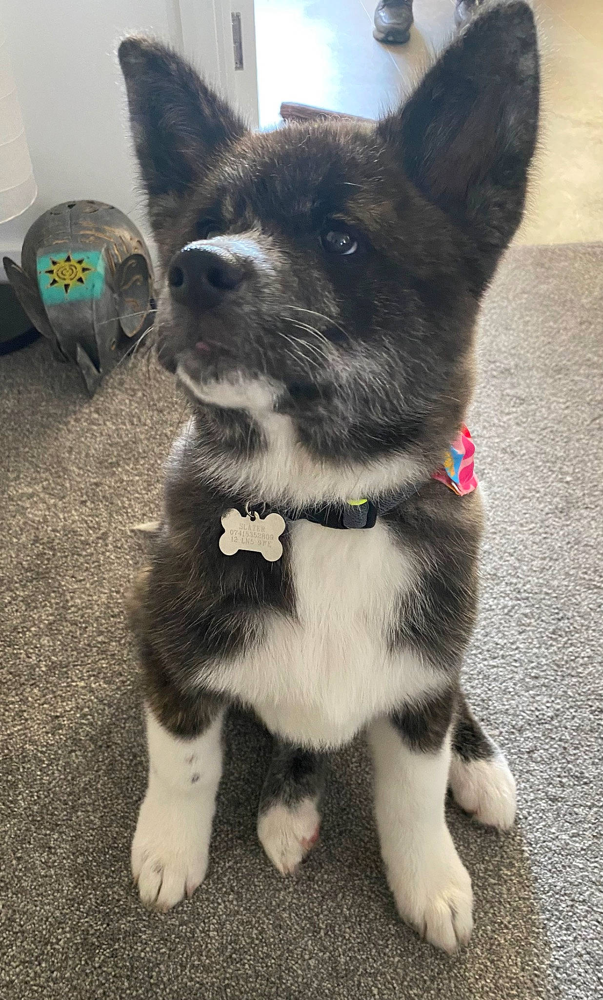 Kuma is registered to the contest to win money with this photo: canidae, carnivore, collar, companion_dog, dog, dog_breed, dog_collar, electric_fan, fashion_accessory, fawn, foot, fur, leash, mechanical_fan, paw, snout, sporting_group, tail, whiskers, working_animal