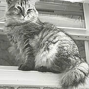 Kitty joined the competition — help win amazing prizes! animal, brick_wall, cat, closeup, cute, domestic_cat, feline, fluffy, fur, furry_tail, indoor, looking, mammal, pet, portrait, relaxed, sitting, whiskers, window, windowsill