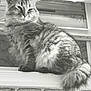 animal, brick_wall, cat, closeup, cute, domestic_cat, feline, fluffy, fur, furry_tail, indoor, looking, mammal, pet, portrait, relaxed, sitting, whiskers, window, windowsill