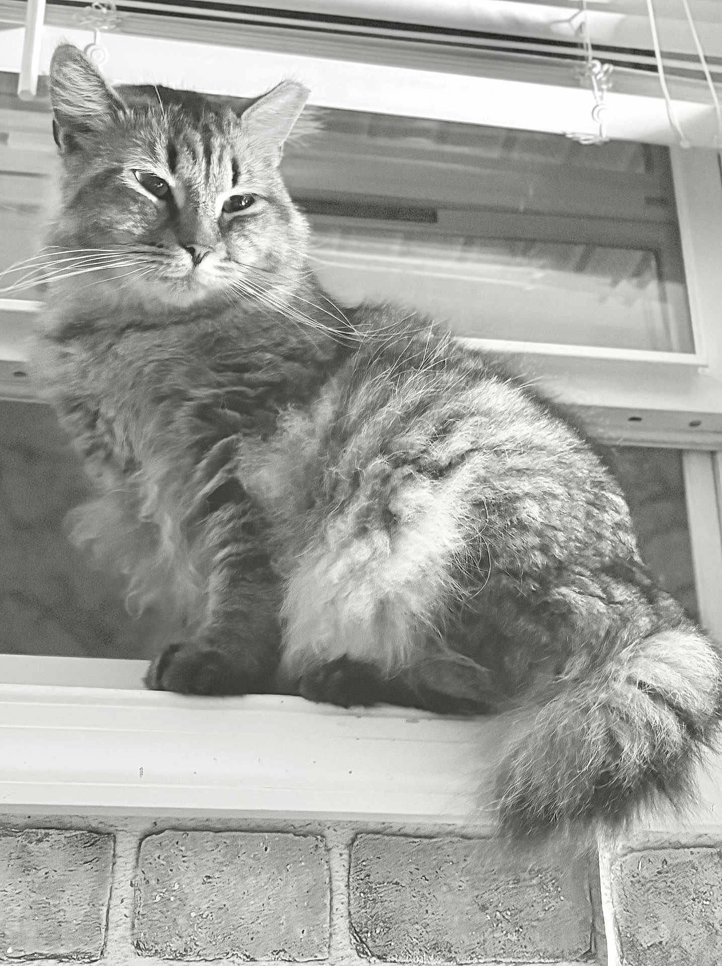 Kitty
