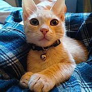 Ernesto is registered to the contest to win money with this photo: cat, kitten, tabby, orange_cat, pet, collar, bell, paw, blanket, plaid, blue, cozy, indoor, relaxed, foot, human, animal, cute, young, feline