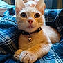 cat, kitten, tabby, orange_cat, pet, collar, bell, paw, blanket, plaid, blue, cozy, indoor, relaxed, foot, human, animal, cute, young, feline