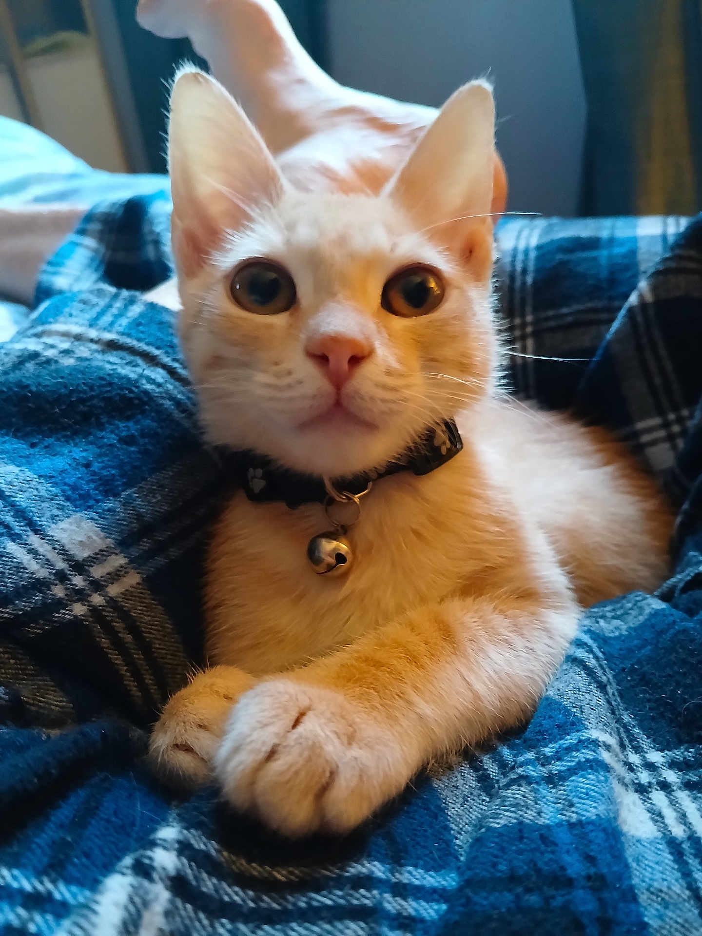 Ernesto