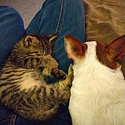 Stefan is registered to the contest to win money with this photo: animal, boy, canine, cat, clothing, couch, cushion, dog, face, furniture, head, homedecor, jeans, kitten, pants, person, pet, photography, portrait, sleeping
