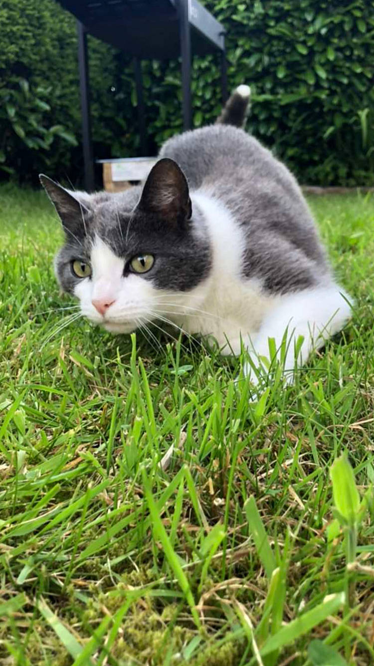 Izïa participe au concours pour gagner de l'argent avec cette photo : carnivore, cat, domestic_short_haired_cat, felidae, foot, fur, grass, grass_family, grassland, groundcover, herb, lawn, plant, small_to_medium_sized_cats, snout, tail, terrestrial_animal, tree, whiskers, wildlife