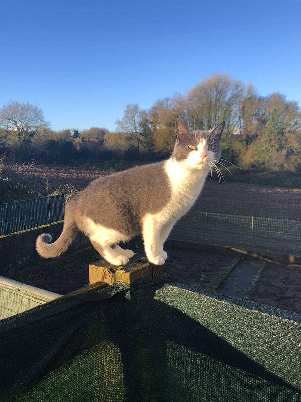 Izïa a rejoint le concours — aidez-le/la à gagner de superbes lots ! asphalt, carnivore, cat, domestic_short_haired_cat, fawn, felidae, fur, grass, landscape, plant, road, road_surface, shadow, sky, small_to_medium_sized_cats, sunlight, tail, tints_and_shades, tree, whiskers