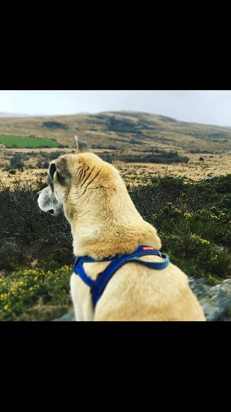 Hascoët participe au concours pour gagner de l'argent avec cette photo : adventure, canidae, carnivore, collar, companion_dog, dog, dog_breed, dog_collar, fawn, grass, landscape, pet_supply, plant, sky, snout, sporting_group, tree, wildlife, working_animal, wrinkle