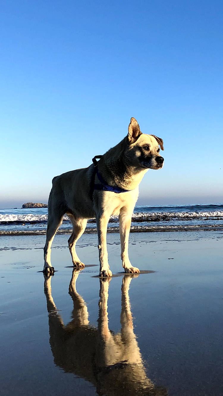Hascoët participe au concours pour gagner de l'argent avec cette photo : azure, beach, calm, canidae, carnivore, collar, companion_dog, dog, dog_breed, evening, fawn, horizon, landscape, liquid, ocean, sky, sporting_group, tail, water, working_animal