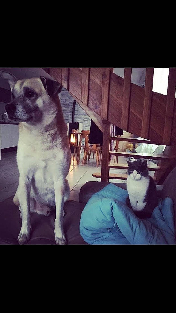 Hascoët participe au concours pour gagner de l'argent avec cette photo : carnivore, comfort, companion_dog, cool, darkness, dog, dog_breed, fawn, happy, human, light, metal, morning, organ, photo_caption, square, tail, tints_and_shades, toy_dog, working_animal