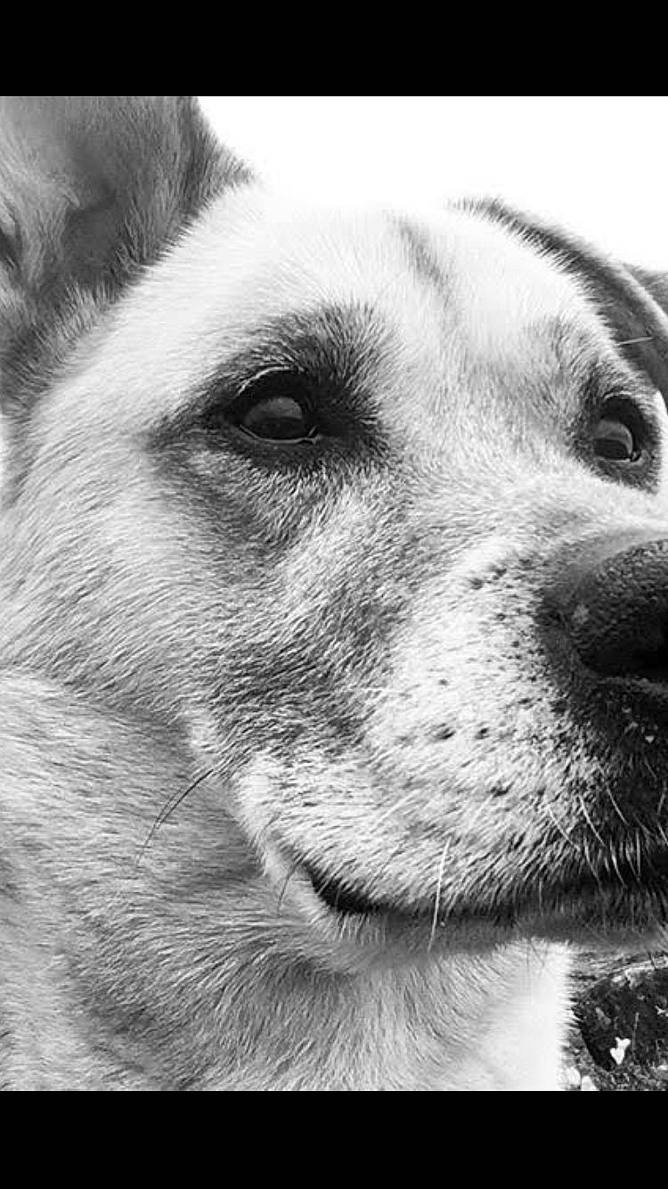 Hascoët a rejoint le concours — aidez-le/la à gagner de superbes lots ! canidae, carnivore, companion_dog, dog, dog_breed, fur, monochrome, monochrome_photography, photography, snout, sporting_group, terrestrial_animal, whiskers, wildlife, working_animal, working_dog