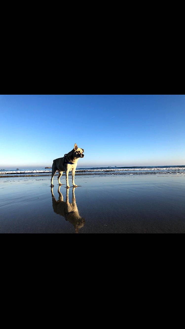 Hascoët participe au concours pour gagner de l'argent avec cette photo : canidae, carnivore, darkness, dog, dog_breed, electric_blue, evening, flash_photography, happy, horizon, lake, landscape, natural_landscape, ocean, people_in_nature, recreation, reflection, sky, sporting_group, water