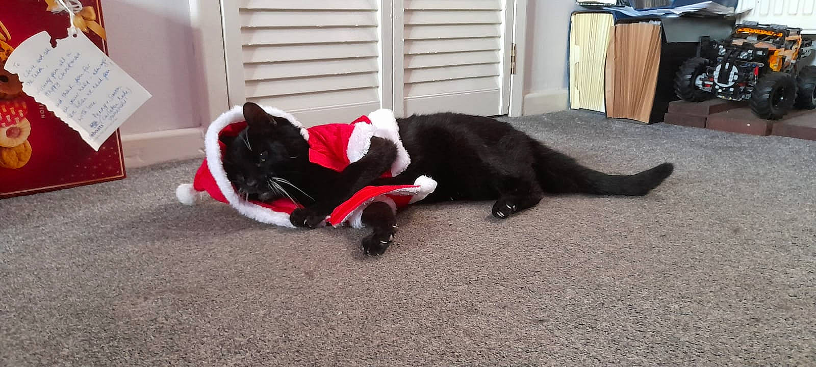 Simon is registered to the contest to win money with this photo: black_cat, carmine, carnivore, cat, claw, door, felidae, fur, paw, small_to_medium_sized_cats, snout, tail, vertebrate, waste_containment, whiskers