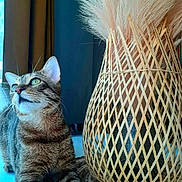 Tigroo a rejoint le concours — aidez-le/la à gagner de superbes lots ! cat, tabby_cat, pet, animal, feline, whiskers, ears, window, curtain, vase, wicker, pampas_grass, decor, indoor, table, relaxing, fur, closeup, domestic_cat, resting