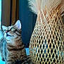 cat, tabby_cat, pet, animal, feline, whiskers, ears, window, curtain, vase, wicker, pampas_grass, decor, indoor, table, relaxing, fur, closeup, domestic_cat, resting