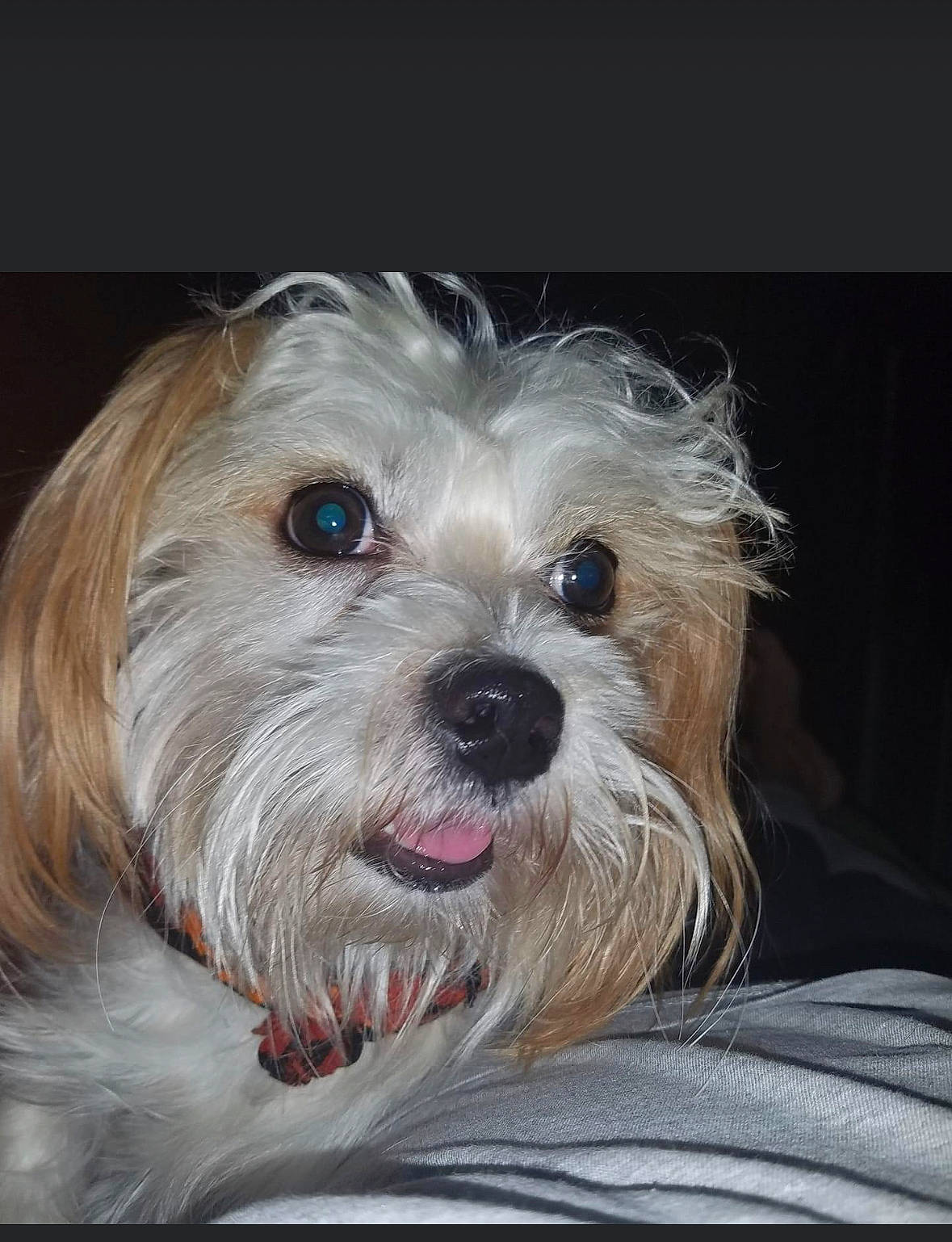 Bucky is registered to the contest to win money with this photo: carnivore, cockapoo, companion_dog, dog, dog_breed, dog_collar, dog_supply, fur, liver, mal_shi, poodle_crossbreed, puppy_love, shih_poo, small_terrier, smile, snout, terrier, toy_dog, water_dog, working_animal