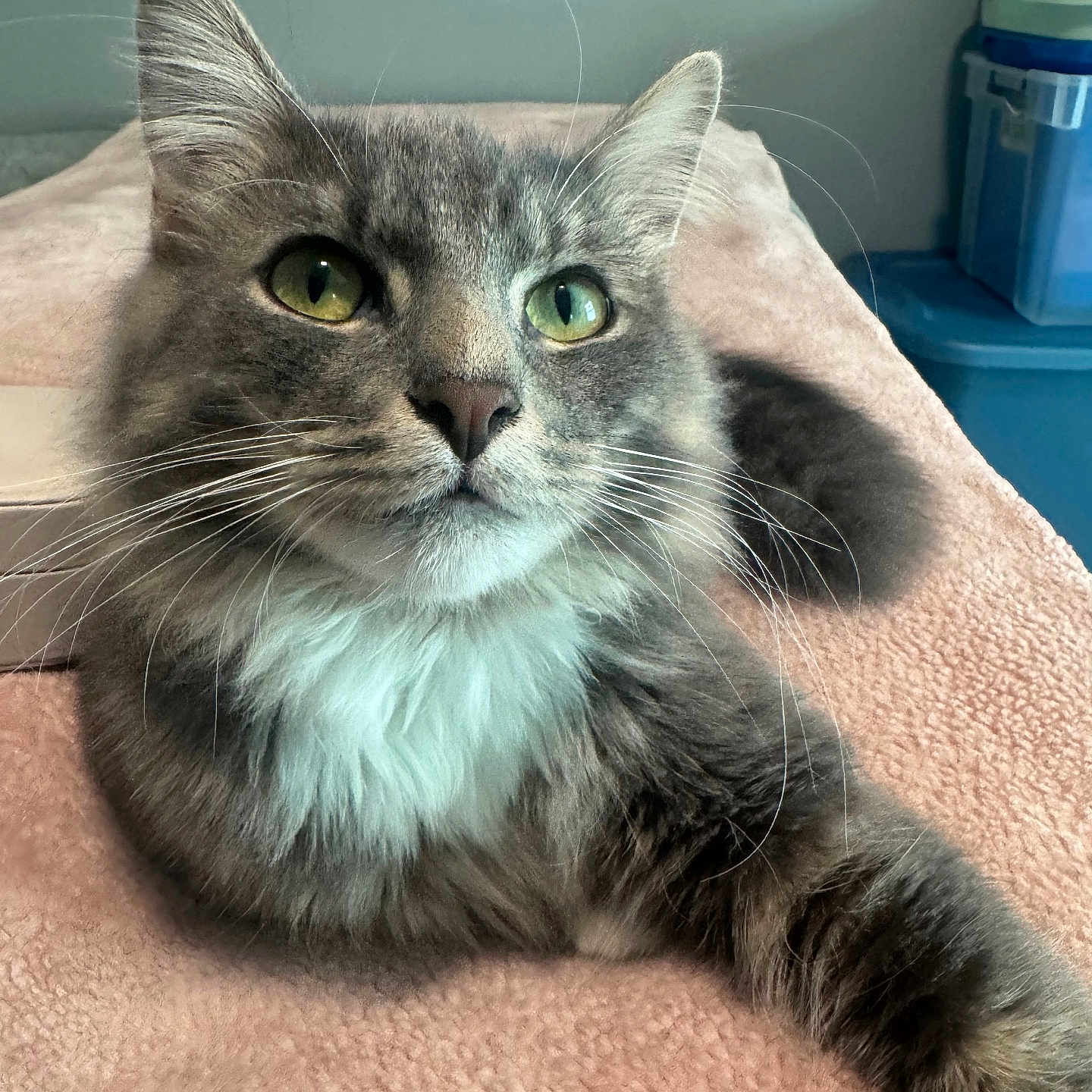 Squirt is registered to the contest to win money with this photo: abyssinian, angora, animal, blanket, cat, couch, cushion, face, furniture, head, homedecor, indoors, kitten, manx, person, pet, photography, portrait, sleeping, towel