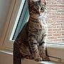 cat, tabby, windowsill, window, indoor, brick_wall, curious, sitting, pet, animal, feline, whiskers, ears, tail, paws, closeup, domestic_cat, young_cat, looking, rain_drops