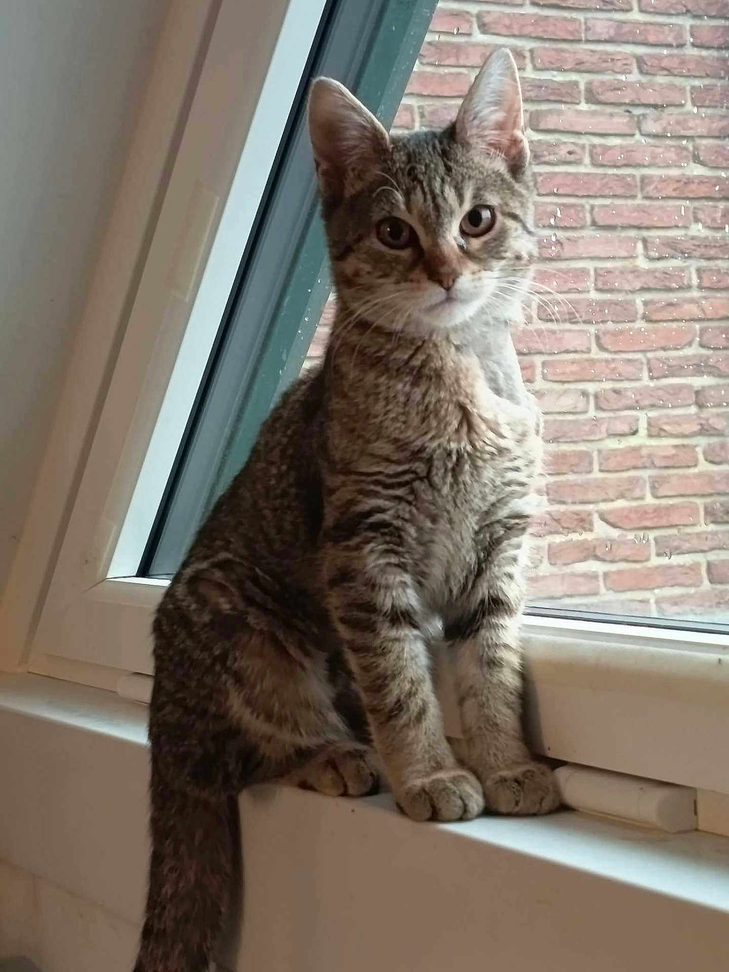 Agathe a rejoint le concours — aidez-le/la à gagner de superbes lots ! cat, tabby, windowsill, window, indoor, brick_wall, curious, sitting, pet, animal, feline, whiskers, ears, tail, paws, closeup, domestic_cat, young_cat, looking, rain_drops