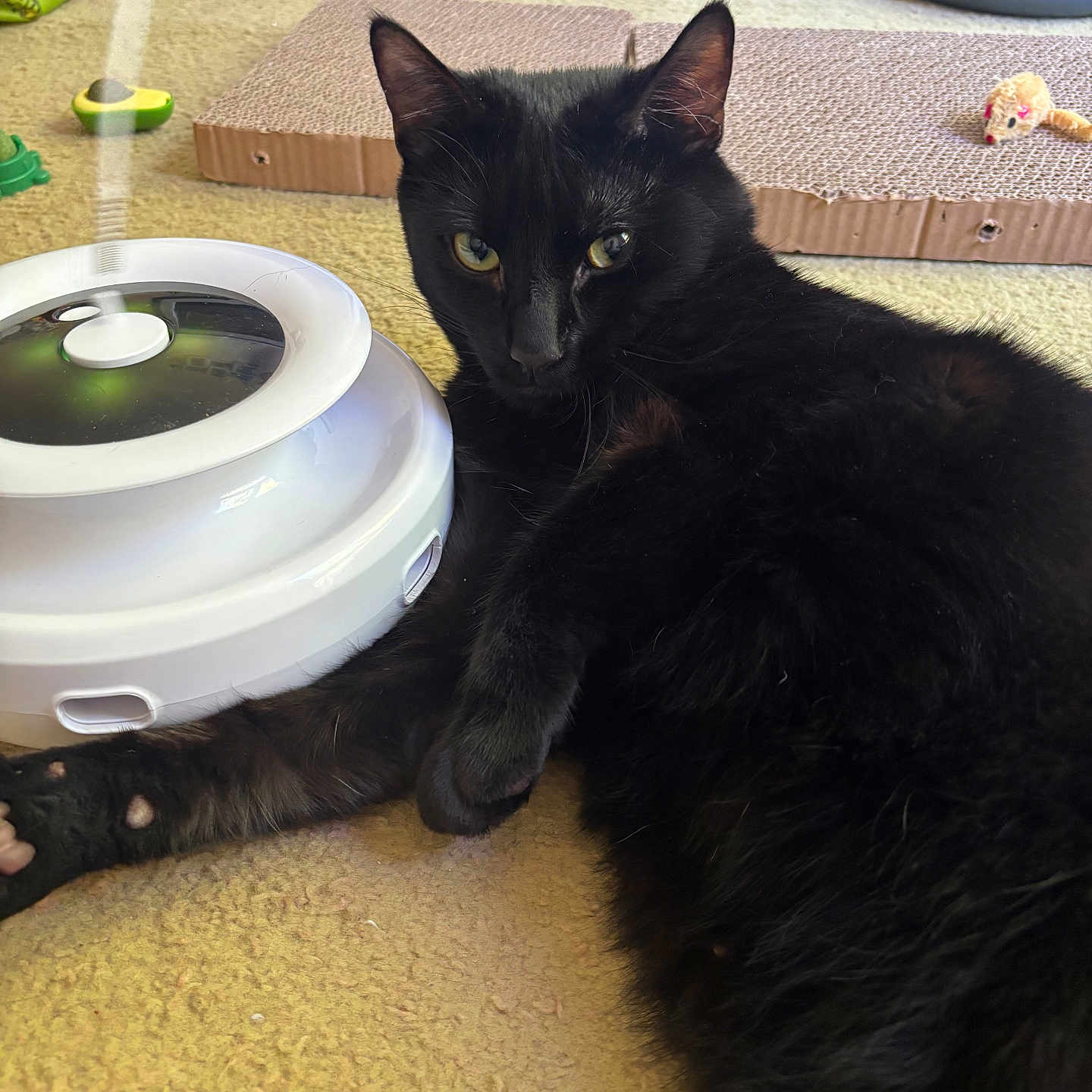 Binx joined the competition — help win amazing prizes! animal, black_cat, carpet, cat, closeup, domestic_cat, ears, eyes, feline, fur, household, indoor, lying_down, paw, pet, playful, relaxed, scratching_pad, toy, whiskers