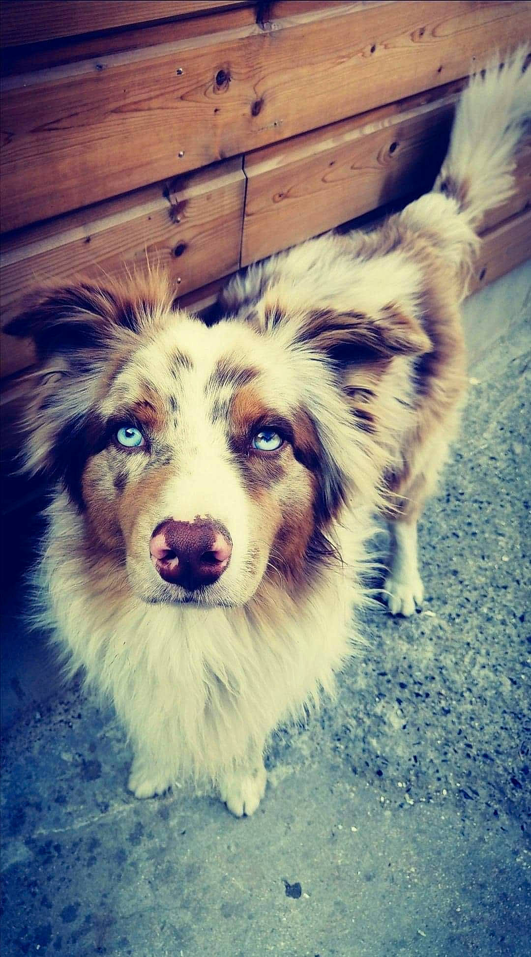 Coyote participe au concours pour gagner de l'argent avec cette photo : beauty, cabinetry, carnivore, chest_of_drawers, cloud, companion_dog, dog, dog_breed, drawer, happy, herding_dog, light, line, morning, photograph, sky, snapshot, snout, whiskers, wood