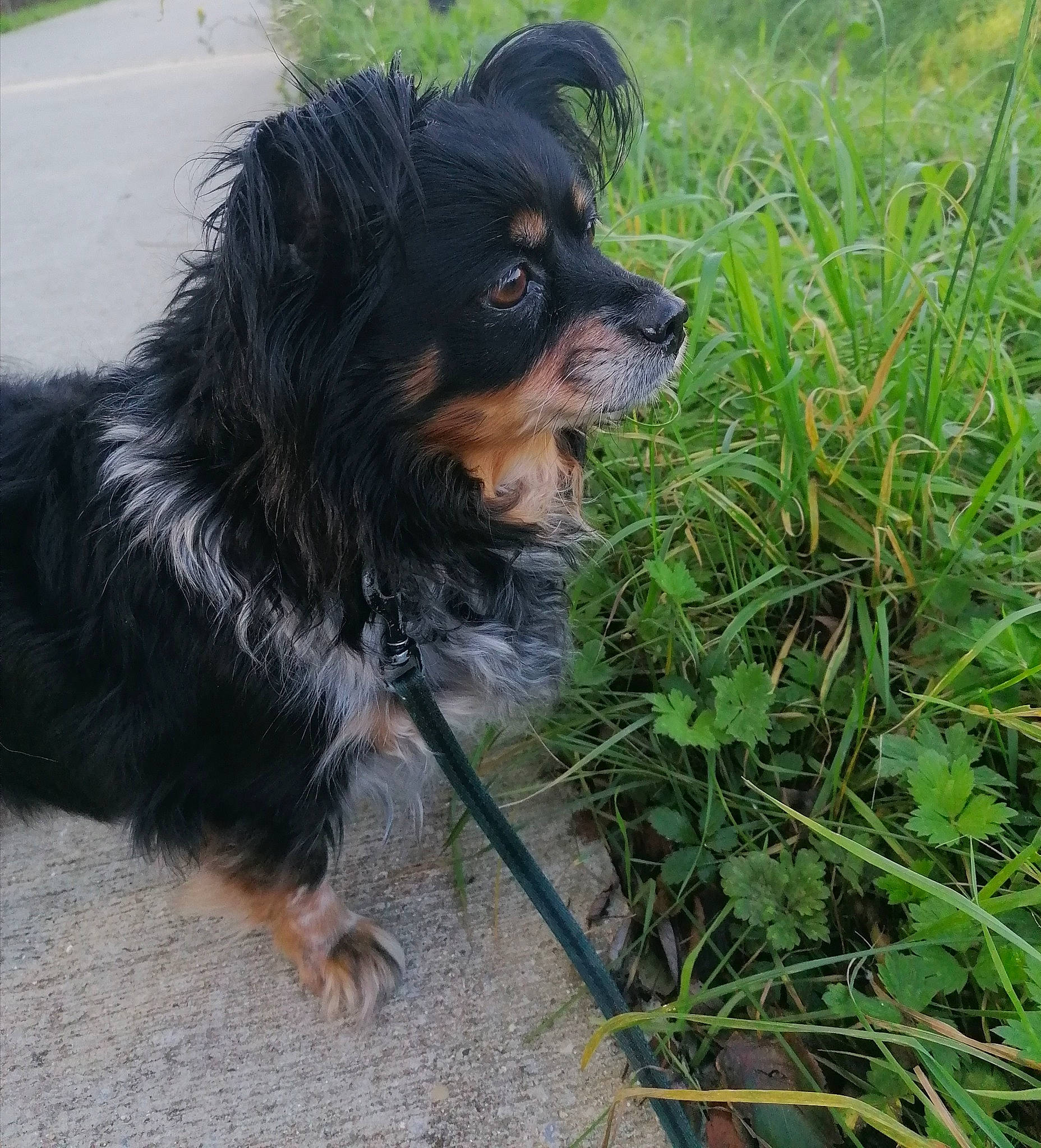 Elia a rejoint le concours — aidez-le/la à gagner de superbes lots ! canidae, carnivore, companion_dog, dog, dog_breed, grass, mammal, plant, rare_breed_dog, sporting_group