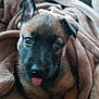 Arley participe au concours pour gagner de l'argent avec cette photo : puppy, dog, blanket, brown, cute, pet, animal, fur, ears, tongue, snout, cozy, indoors, young, portrait, looking, expression, soft, comfort, resting