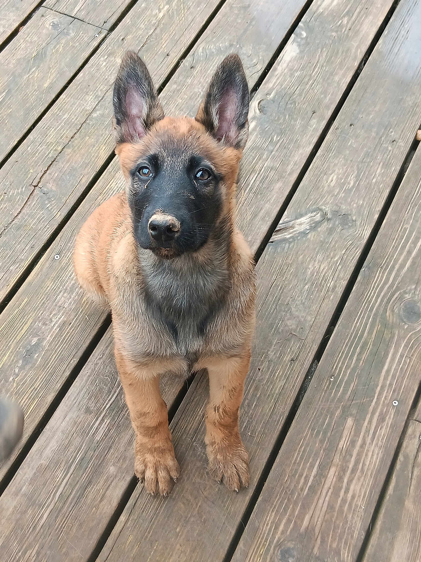 Arley participe au concours pour gagner de l'argent avec cette photo : puppy, dog, muddy, ears, wooden_deck, pet, animal, young_dog, cute, outdoor, brown_fur, black_mask, front_paws, sitting, looking_up, canine, playful, adorable, pet_portrait, wood