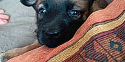 Arley a rejoint le concours — aidez-le/la à gagner de superbes lots ! puppy, dog, couch, cushion, blanket, indoor, pet, animal, face, fur, ears, eyes, snout, resting, cozy, pattern, fabric, home, cute, young
