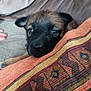 puppy, dog, couch, cushion, blanket, indoor, pet, animal, face, fur, ears, eyes, snout, resting, cozy, pattern, fabric, home, cute, young