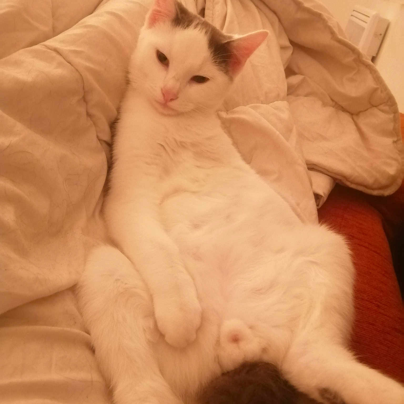 Otis