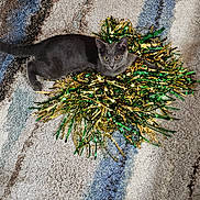 Jay Jay is registered to the contest to win money with this photo: animal, carpet, cat, colorful, cozy, curious, cute, decorative, domestic_cat, feathers, feline, floor, gray_cat, indoor, pet, playful, relaxed, striped_carpet, tinsel, toy