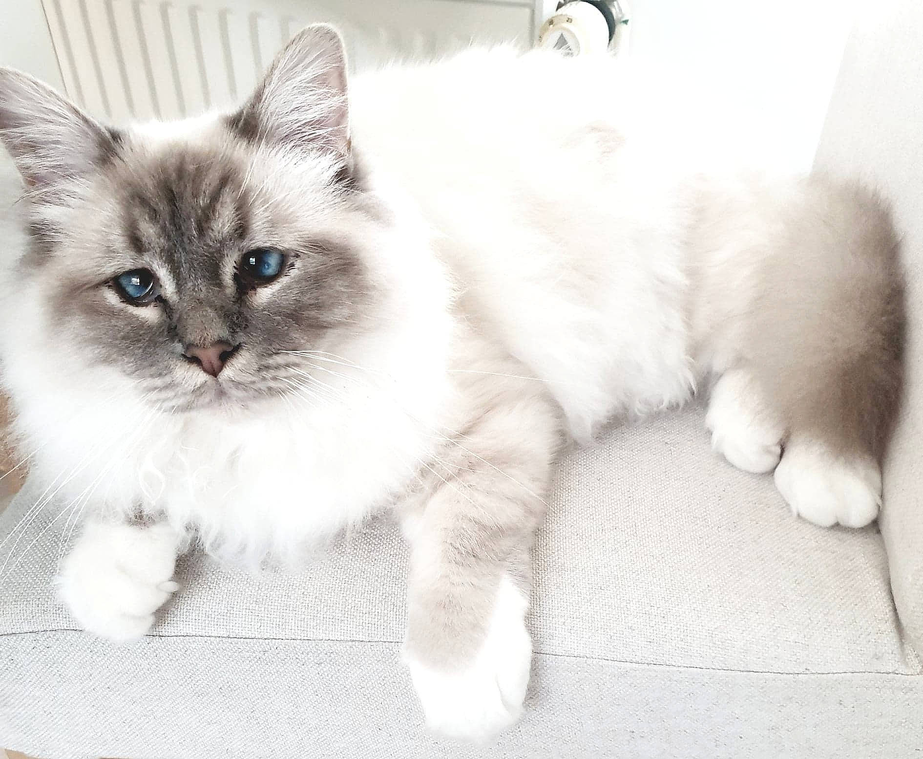 Petrus a rejoint le concours — aidez-le/la à gagner de superbes lots ! asian_semi_longhair, birman, british_semi_longhair, carnivore, cat, domestic_long_haired_cat, ear, eye, felidae, fur, iris, kitten, mammal, nose, ragamuffin, ragdoll, siberian, small_to_medium_sized_cats, vertebrate, whiskers