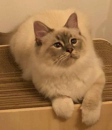 Petrus participe au concours pour gagner de l'argent avec cette photo : asian, asian_semi_longhair, balinese, birman, british_semi_longhair, carnivore, cat, domestic_long_haired_cat, eye, fawn, felidae, himalayan, kitten, mammal, napoleon_cat, ragamuffin, ragdoll, small_to_medium_sized_cats, vertebrate, whiskers