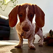 Murphy joined the competition — help win amazing prizes! dog, puppy, brown_and_white, floppy_ears, long_nose, wide_eyes, indoors, living_room, couch, floor, wood_floor, plant, toy, collar, tag, standing, close_up, portrait, pet, cute