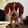 dog, puppy, brown_and_white, floppy_ears, long_nose, wide_eyes, indoors, living_room, couch, floor, wood_floor, plant, toy, collar, tag, standing, close_up, portrait, pet, cute