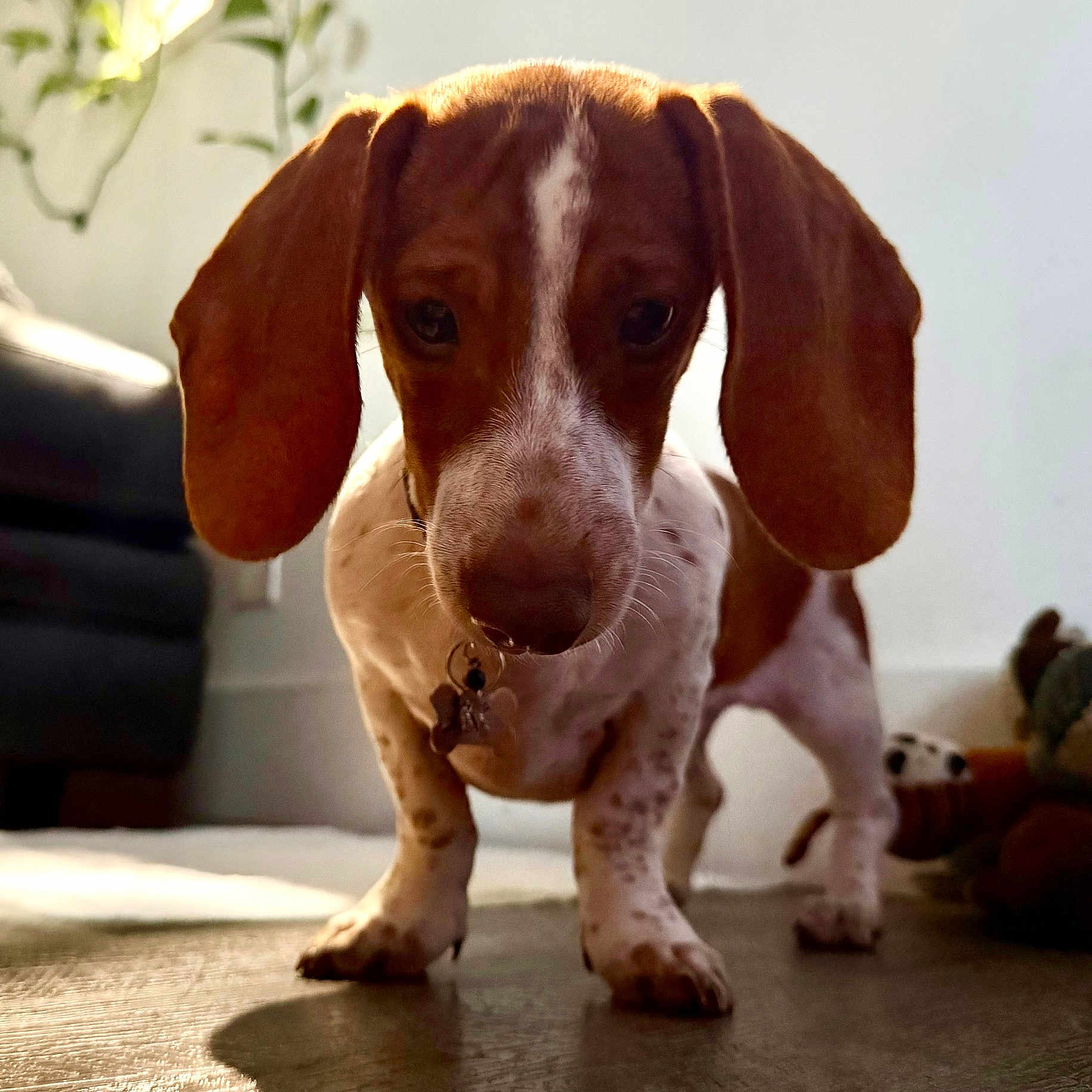 Murphy