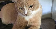 Simba is registered to the contest to win money with this photo: cat, ginger_cat, white_paws, crossed_paws, indoor, relaxed, feline, pet, animal, fur, whiskers, closeup, domestic_cat, resting, cozy, soft_light, house, floor, lamp, furniture