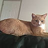 Simba is registered to the contest to win money with this photo: cat, orange_cat, white_cat, pet, animal, feline, indoor, lounging, resting, leather_surface, door, wall, calm, focused, fur, whiskers, ears, eyes, side_view, domestic_animal