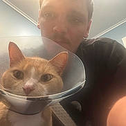 Simba is registered to the contest to win money with this photo: cat, cone, pet, man, indoor, close_up, animal, face, human, looking, curious, mustache, light, wall, door, collar, orange_cat, white_cat, protective_cone, portrait