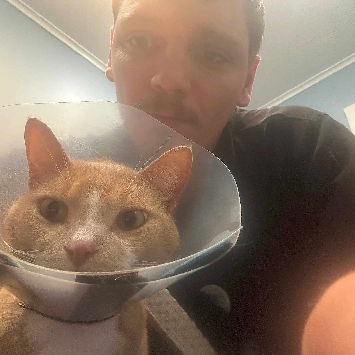 Simba is registered to the contest to win money with this photo: cat, cone, pet, man, indoor, close_up, animal, face, human, looking, curious, mustache, light, wall, door, collar, orange_cat, white_cat, protective_cone, portrait