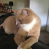 Simba is registered to the contest to win money with this photo: cat, beige_cat, white_paws, indoor, lounging, crossed_paws, pet, feline, household, cozy, relaxed, looking_away, fur, paw, animal, domestic, calm, resting, side_view, soft_light