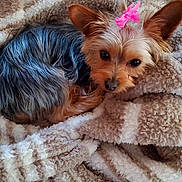 Luna is registered to the contest to win money with this photo: dog, small_dog, pet, blanket, cozy, fur, pink_bow, animal, cute, indoor, resting, sleepy, companion, brown, black_fur, ears, face, soft, comfort, relaxation