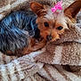 dog, small_dog, pet, blanket, cozy, fur, pink_bow, animal, cute, indoor, resting, sleepy, companion, brown, black_fur, ears, face, soft, comfort, relaxation