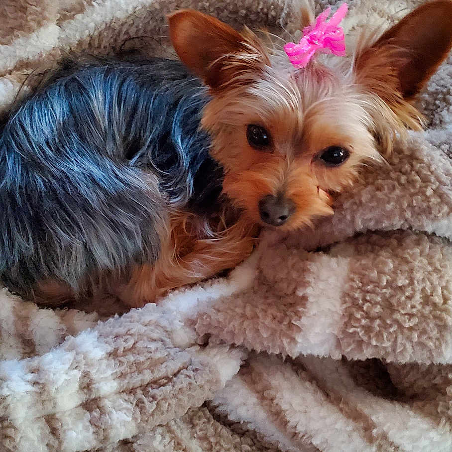 Luna is registered to the contest to win money with this photo: animal, black_fur, blanket, brown, comfort, companion, cozy, cute, dog, ears, face, fur, indoor, pet, pink_bow, relaxation, resting, sleepy, small_dog, soft