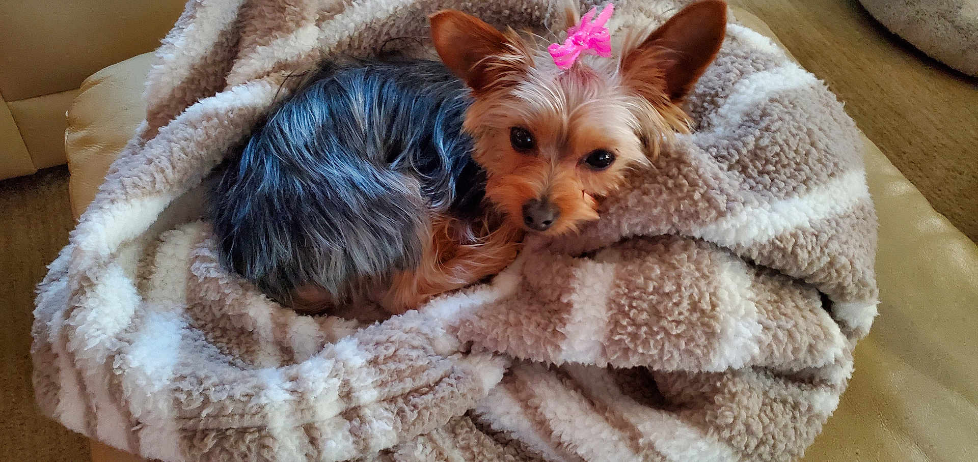 Luna is registered to the contest to win money with this photo: dog, small_dog, pet, blanket, cozy, fur, pink_bow, animal, cute, indoor, resting, sleepy, companion, brown, black_fur, ears, face, soft, comfort, relaxation